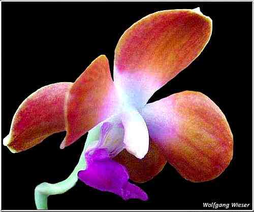 Vandopsis parishii